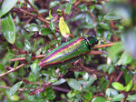 20090801Jewelbeetle1.jpg