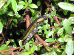 20090801Jewelbeetle2.jpg