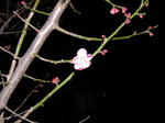 20100205ume.jpg