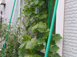 20100814_1.jpg