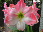 Amaryllis2.jpg
