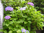 Hydrangea1.jpg