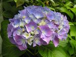 Hydrangea2.jpg