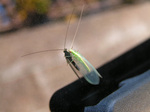 mayfly01.jpg