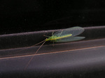 mayfly02.jpg